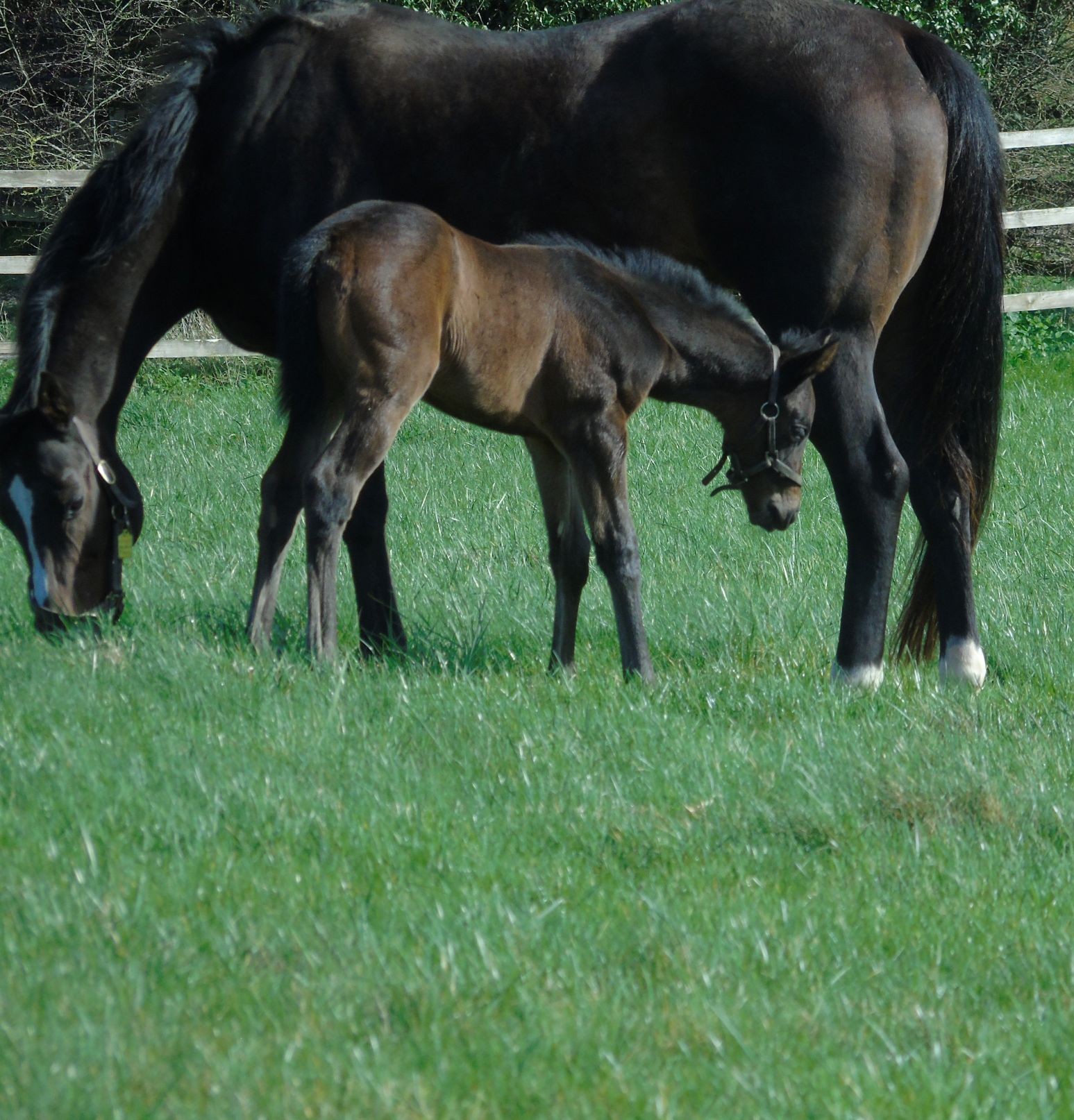 2026 filly by Harry Angel